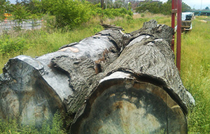 MDB evaluating some unusual and enormous logs